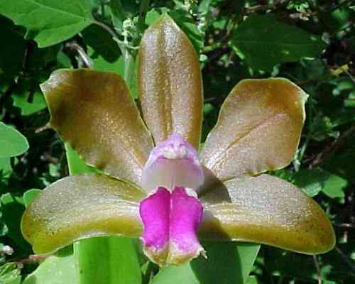 Cattleya bicolor